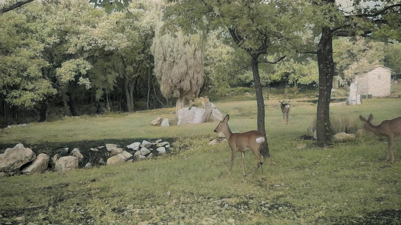 בוג'ה Cottage Al Merlo Olivo מראה חיצוני תמונה