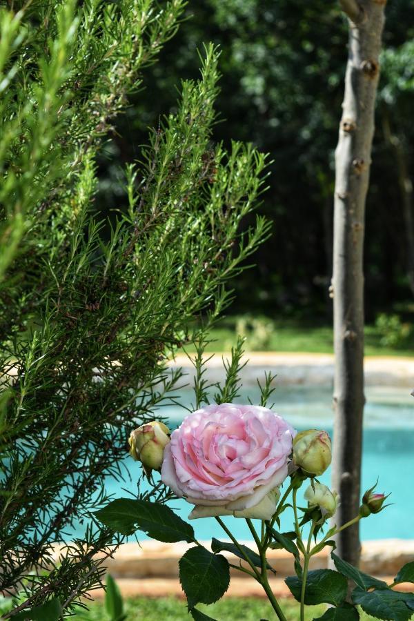 בוג'ה Cottage Al Merlo Olivo מראה חיצוני תמונה