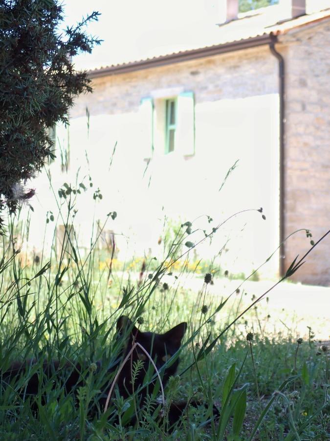 בוג'ה Cottage Al Merlo Olivo מראה חיצוני תמונה